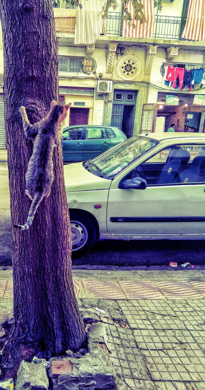 #cat