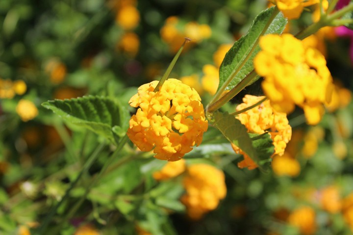 flora