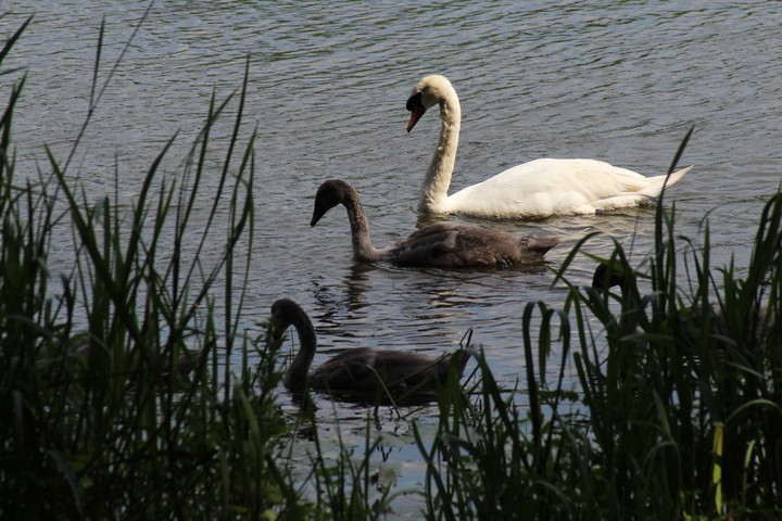 baby joys