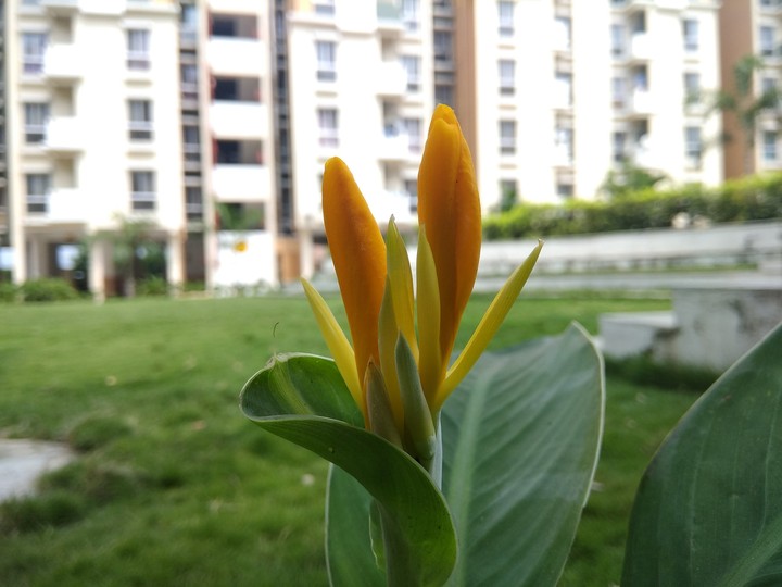 Shot With Mi Note4