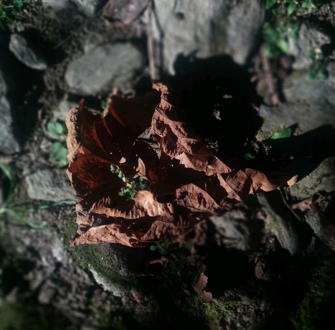 Leaf
