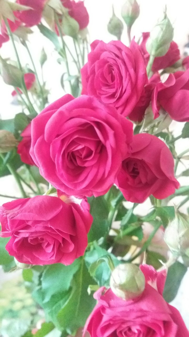 Little rose
