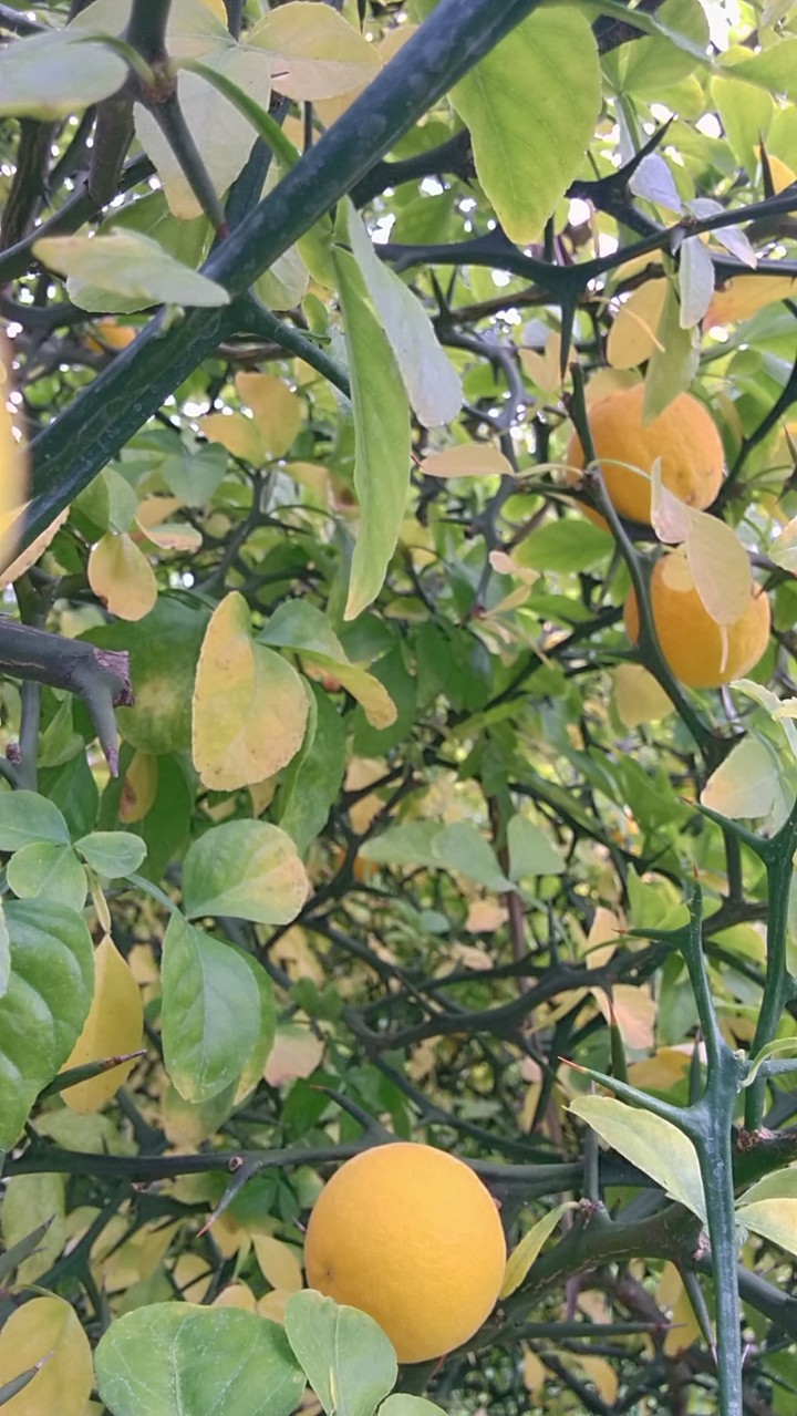 under the lemon tree..