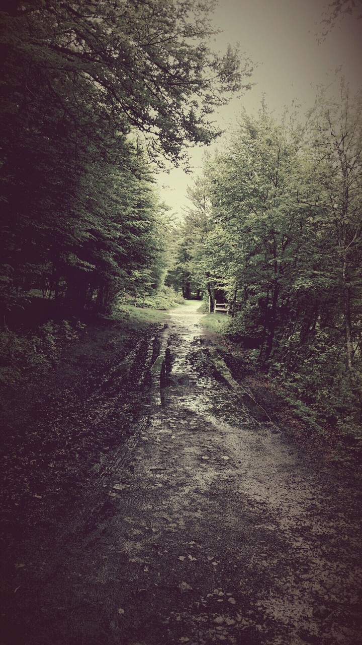 forest