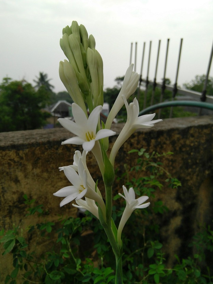 Rajanigandha