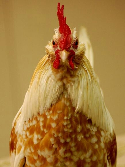angry cock