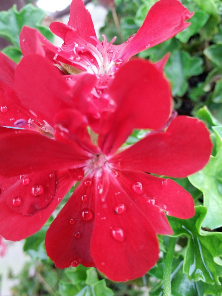 Red flower