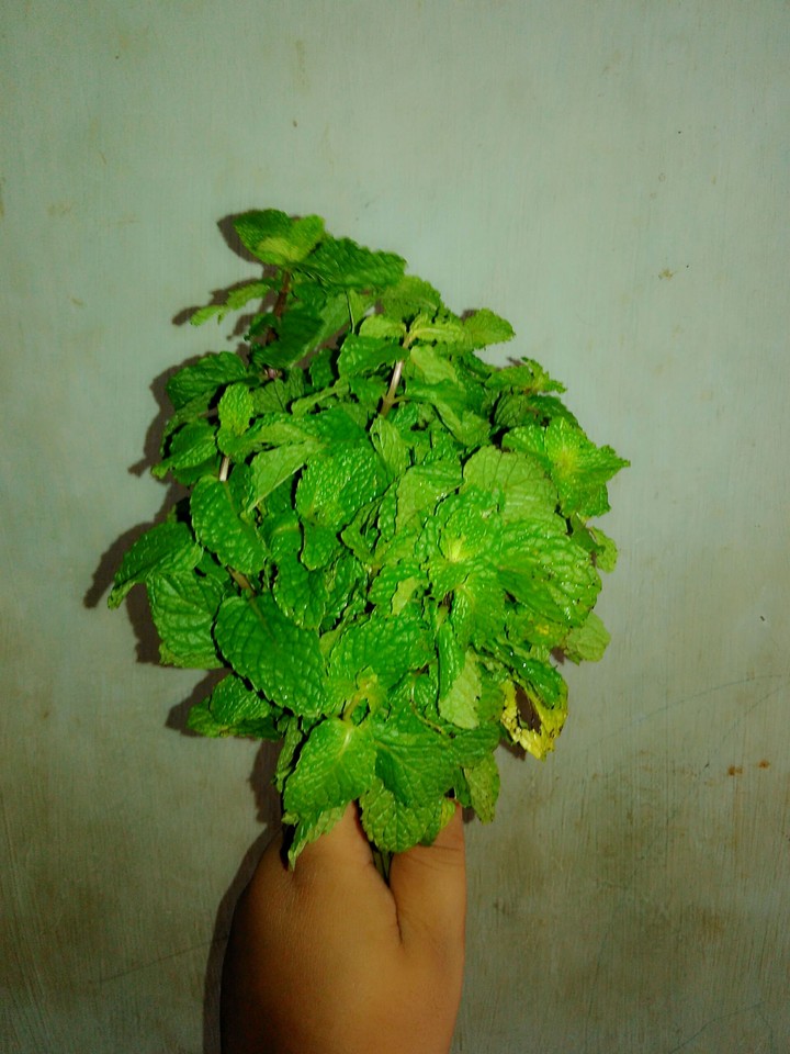 mint
