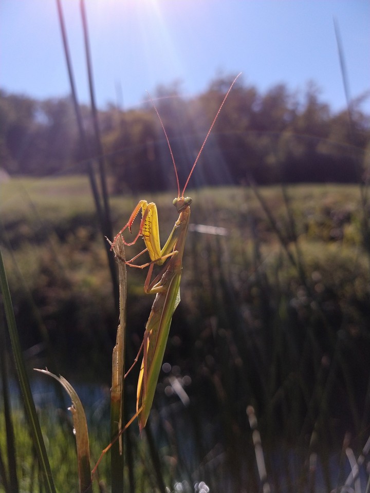 Mantis