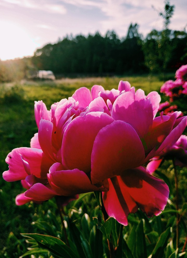 PEONY