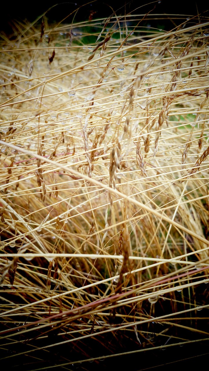 Dew