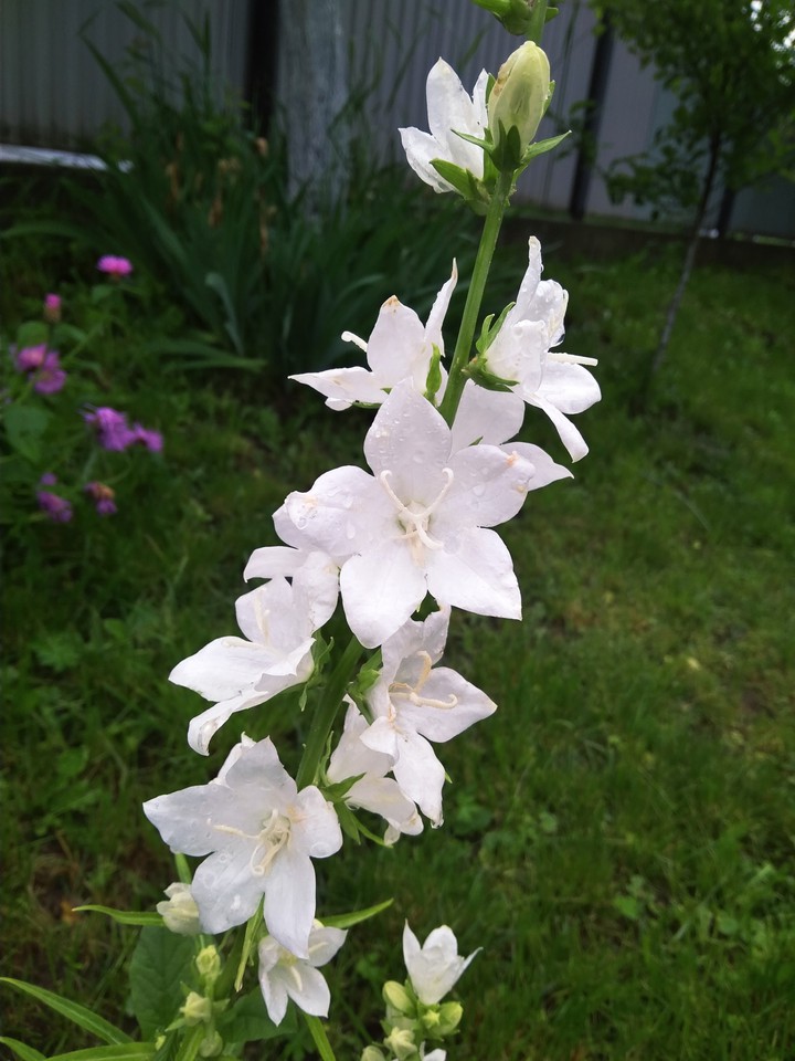 White flovers