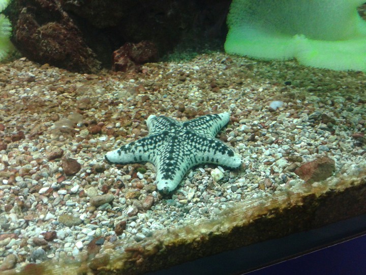 Starfish