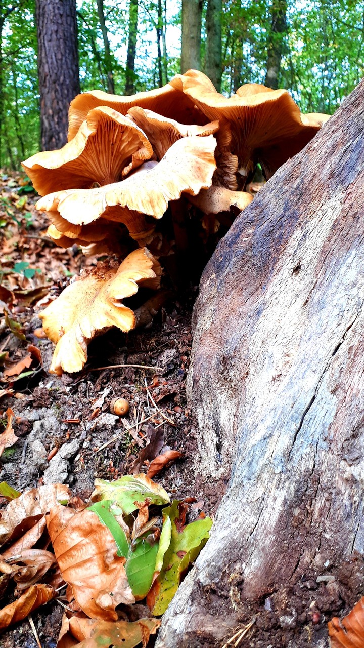 wild mushrooms growing on tree stump
