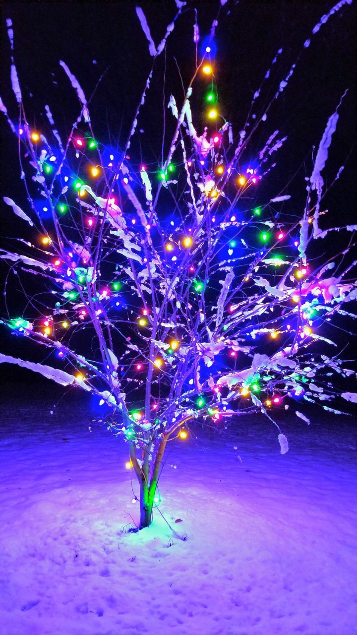 Christmas Lights
