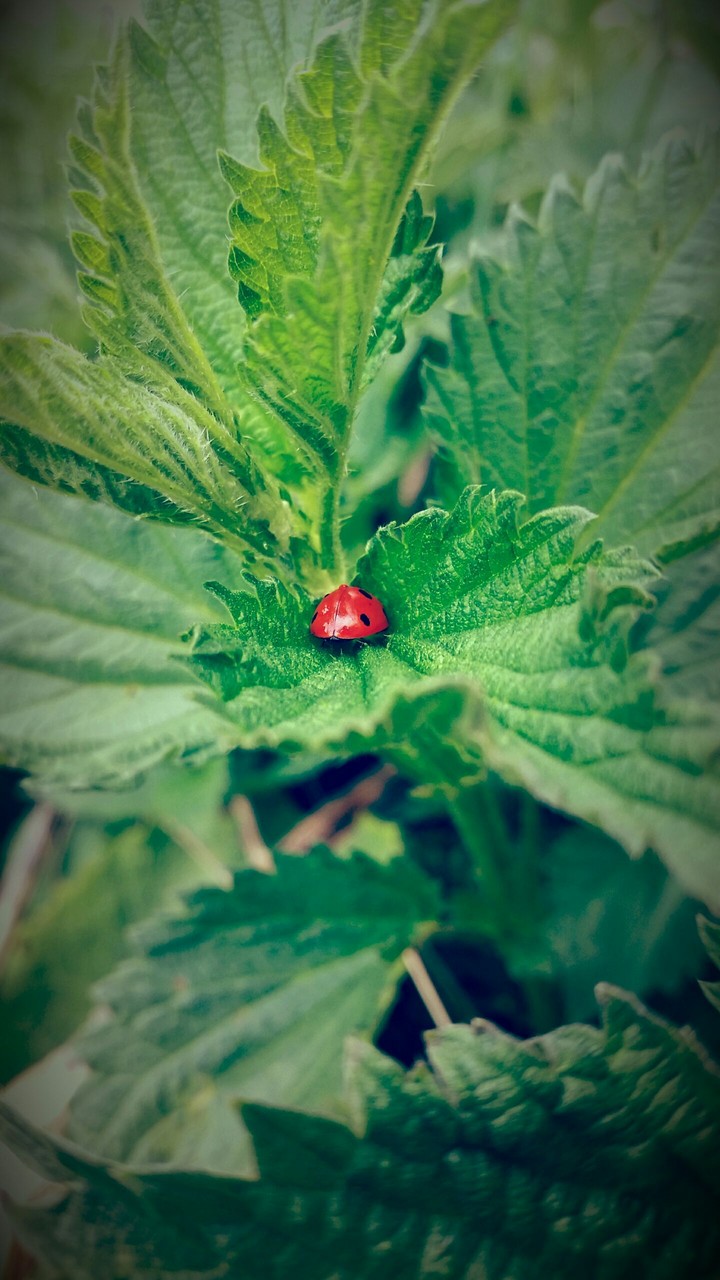 Божья коровка