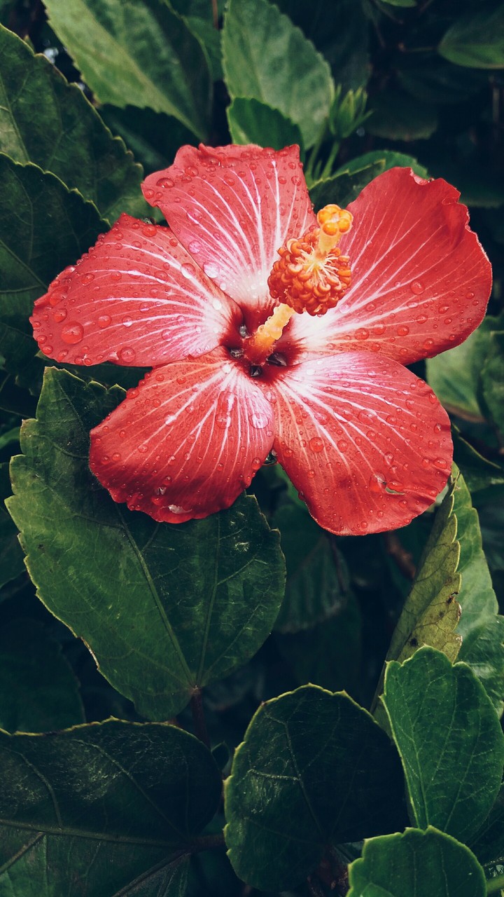 Flor de hibisco