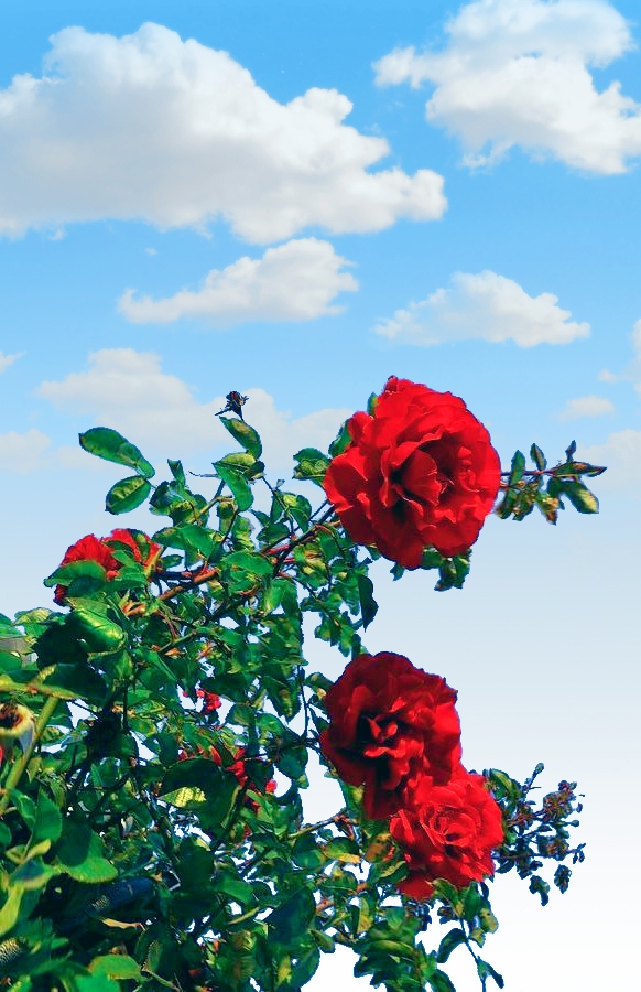 Morning Roses
