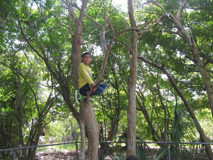 up in a tree