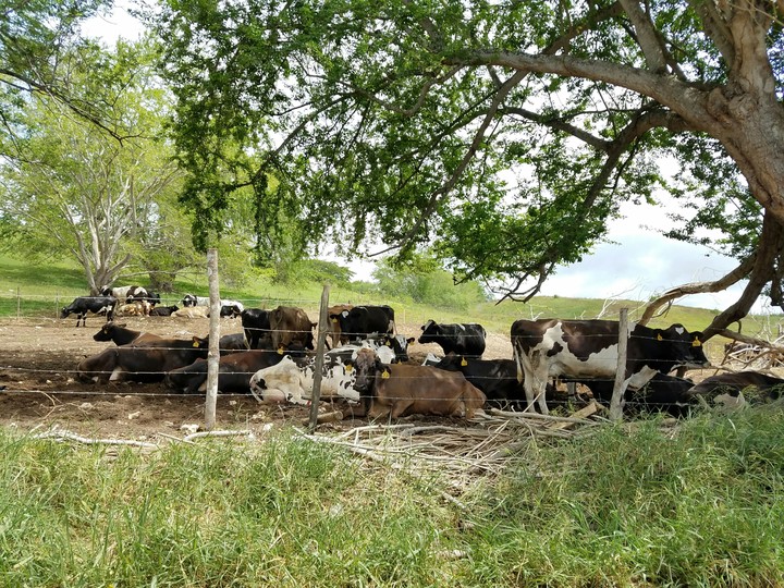 Cows from Hatillo