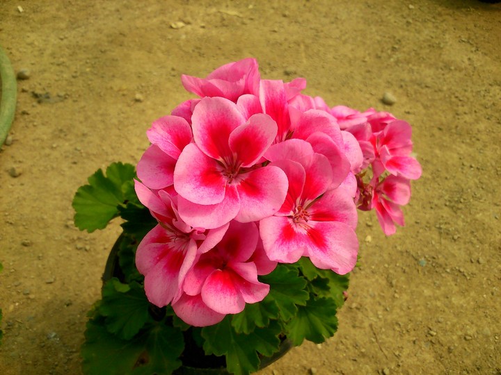 My Lovely Flower