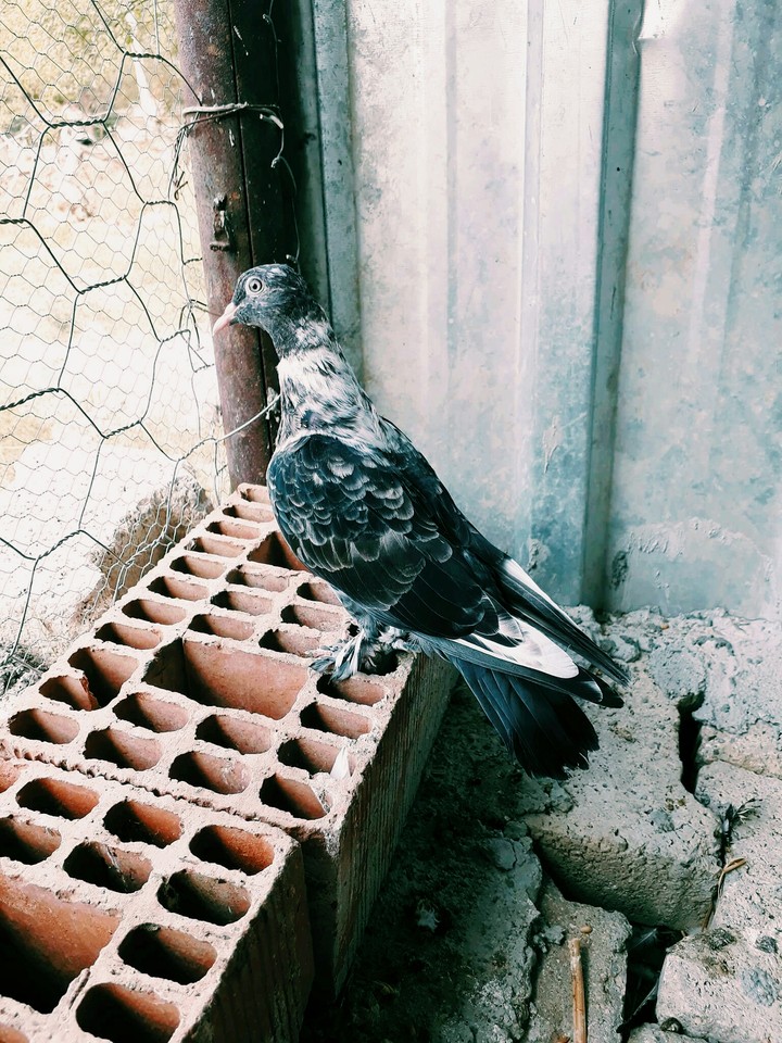 pigeon
