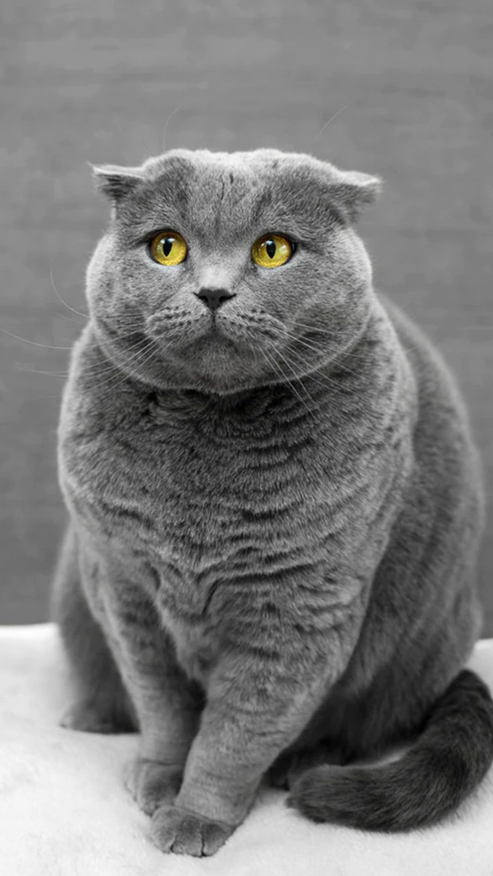 Cat miya-Ong