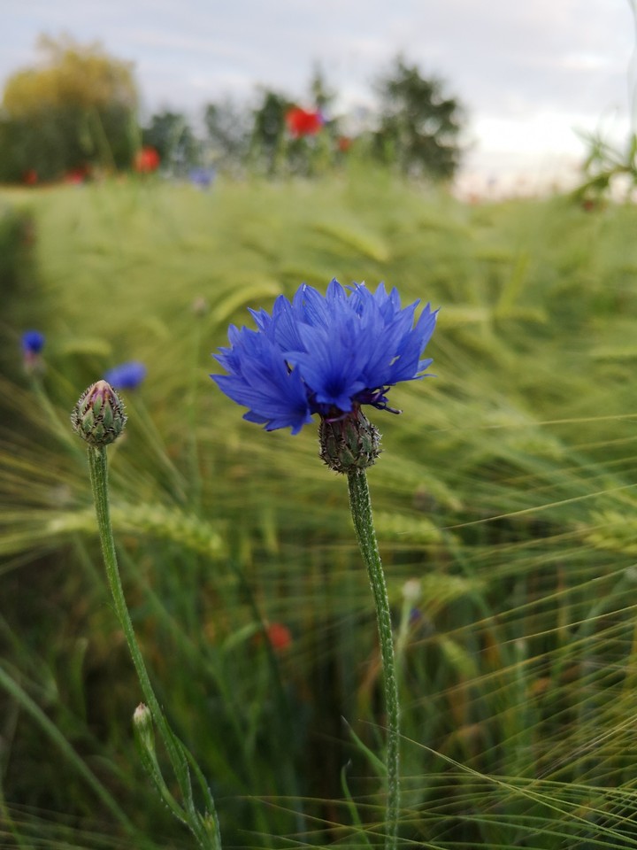 Kornblume im Gerstenfeld