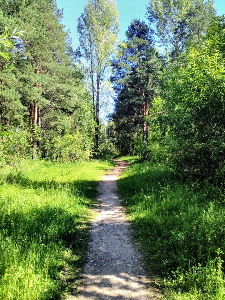 Лес