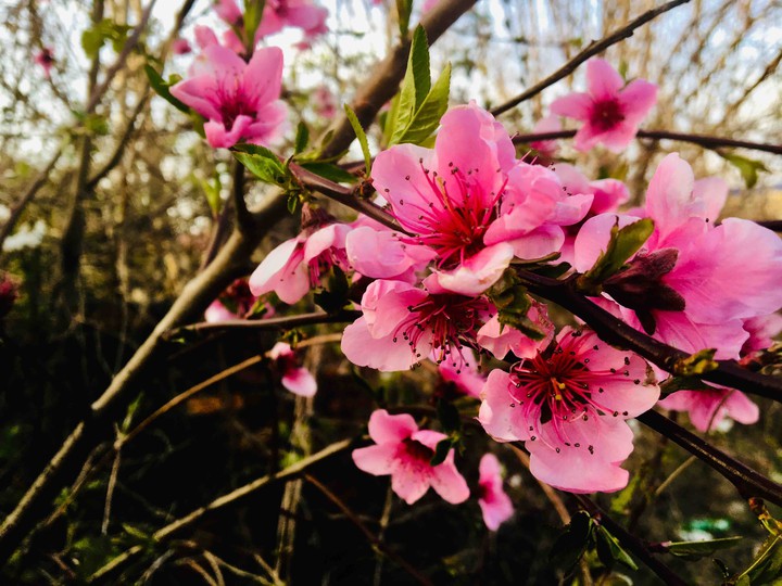spring
