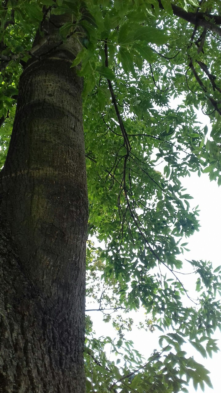 forest