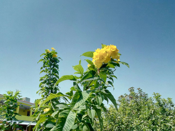 flower