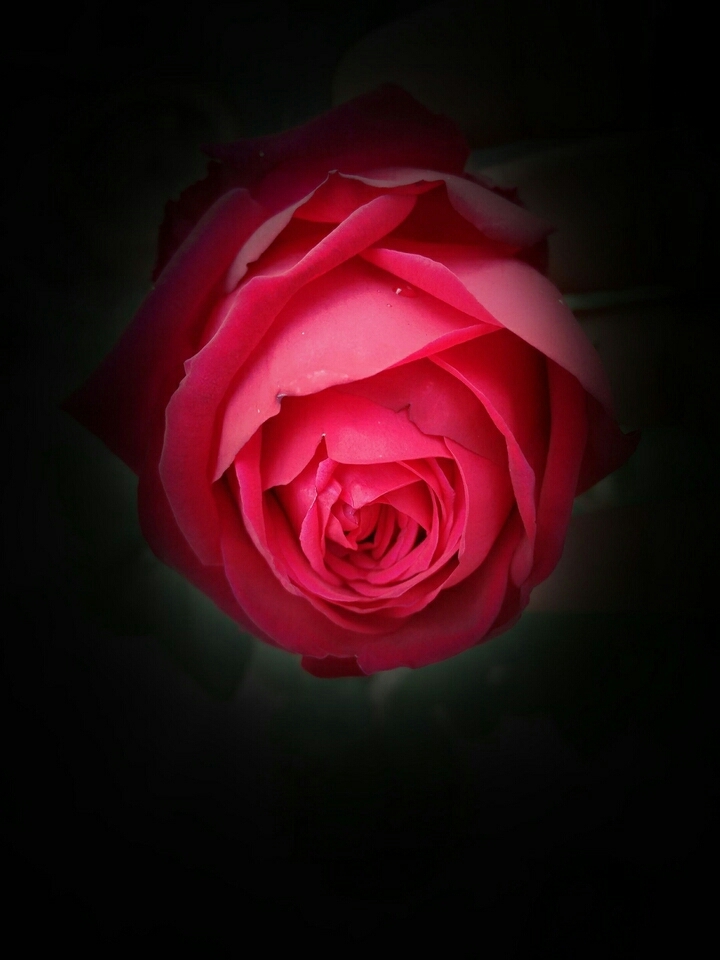 Adorable Rose 