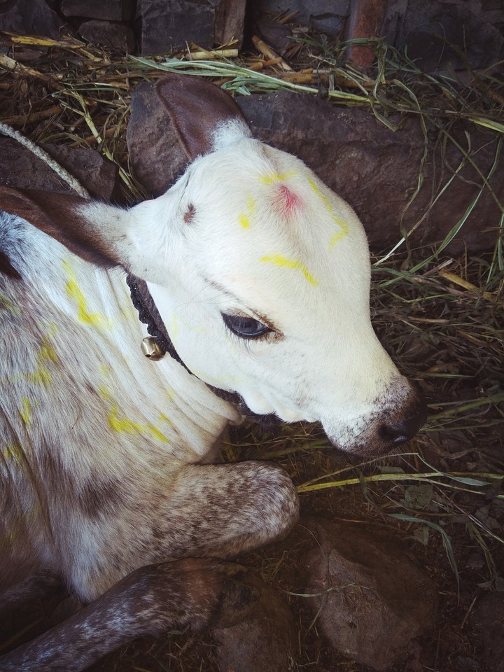 calf