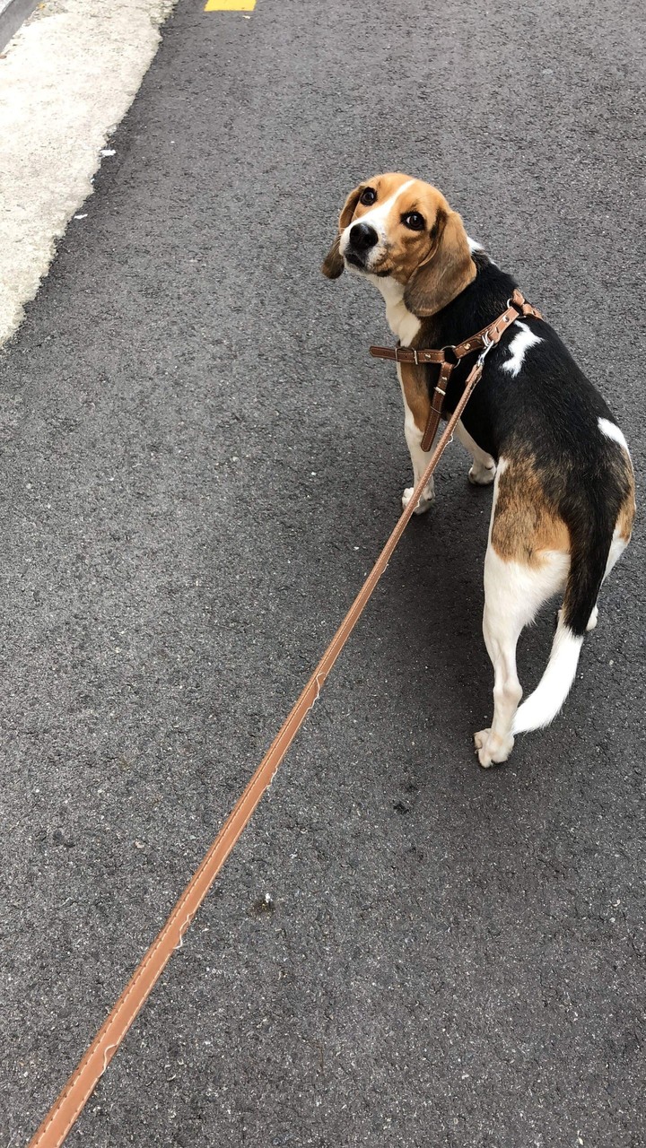 bonnie