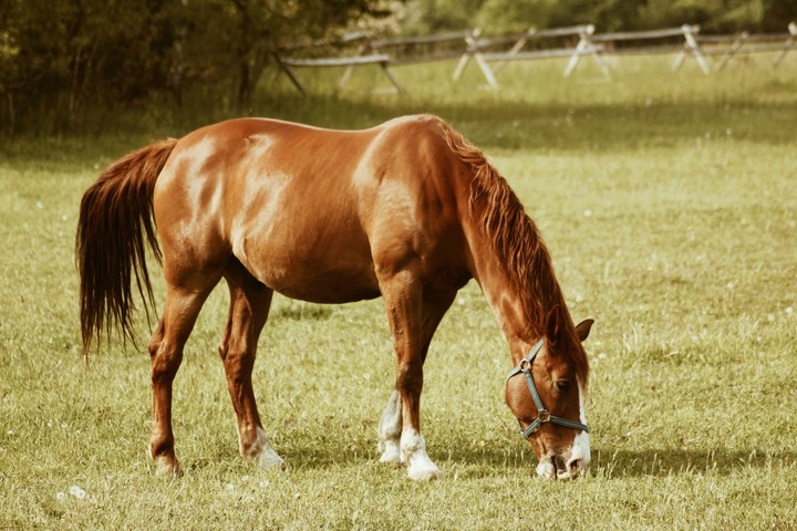 Horse