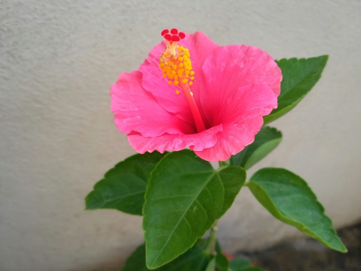flowerica