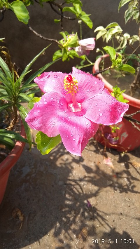 flower