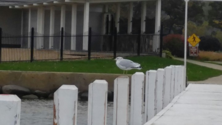 Seagull