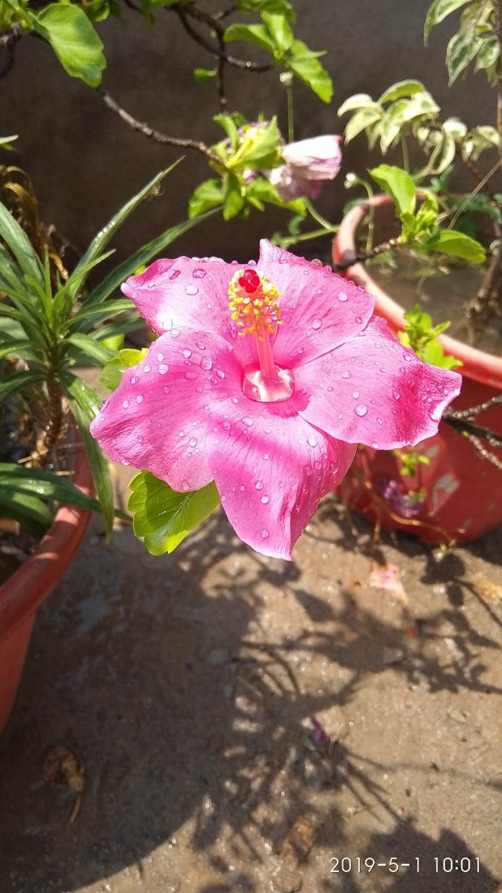 flower