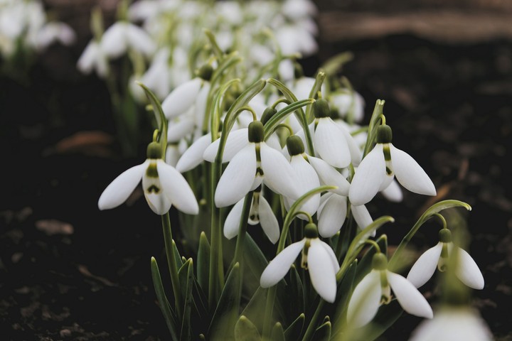 подснежники