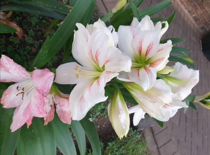 Flower graden