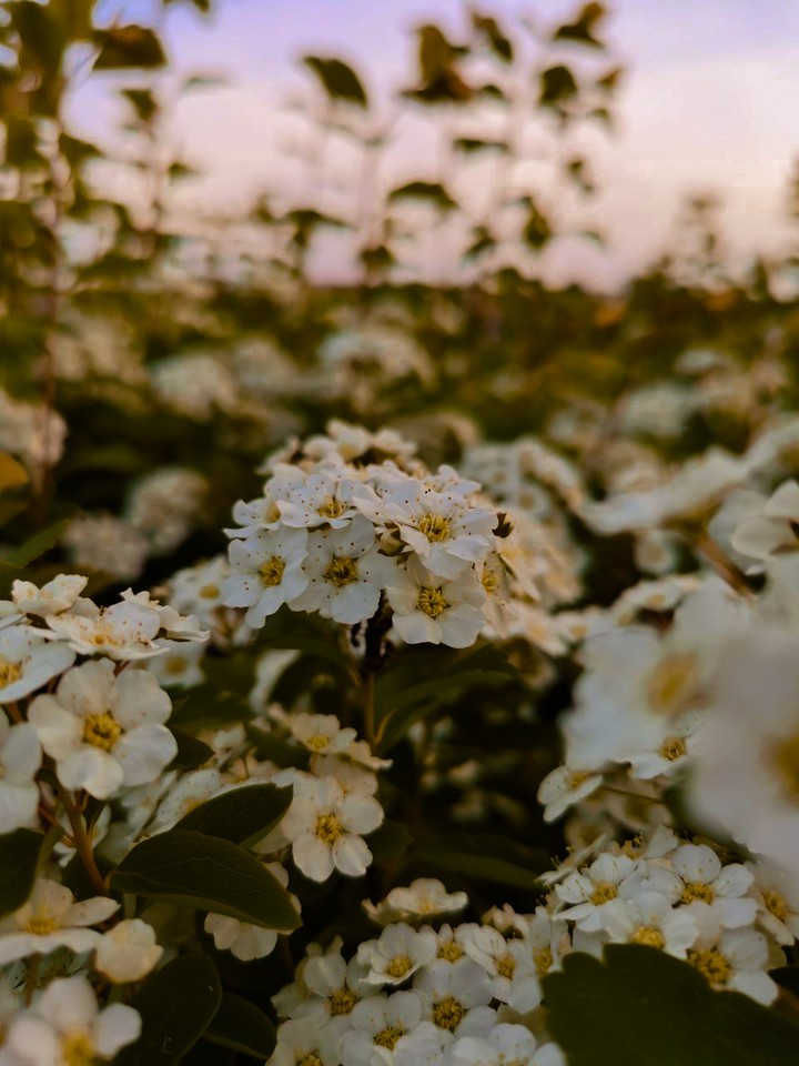 may