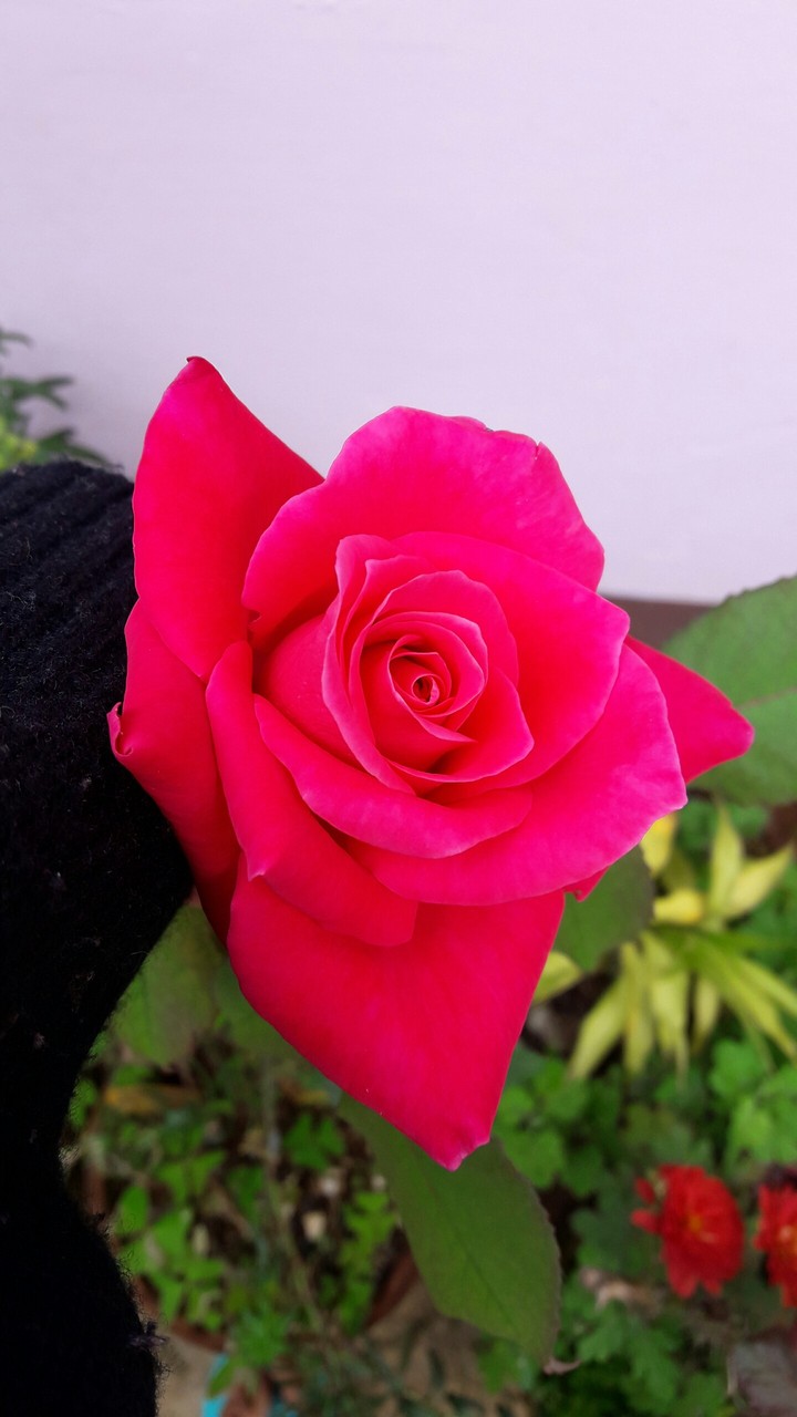rose blossom in Ooty
