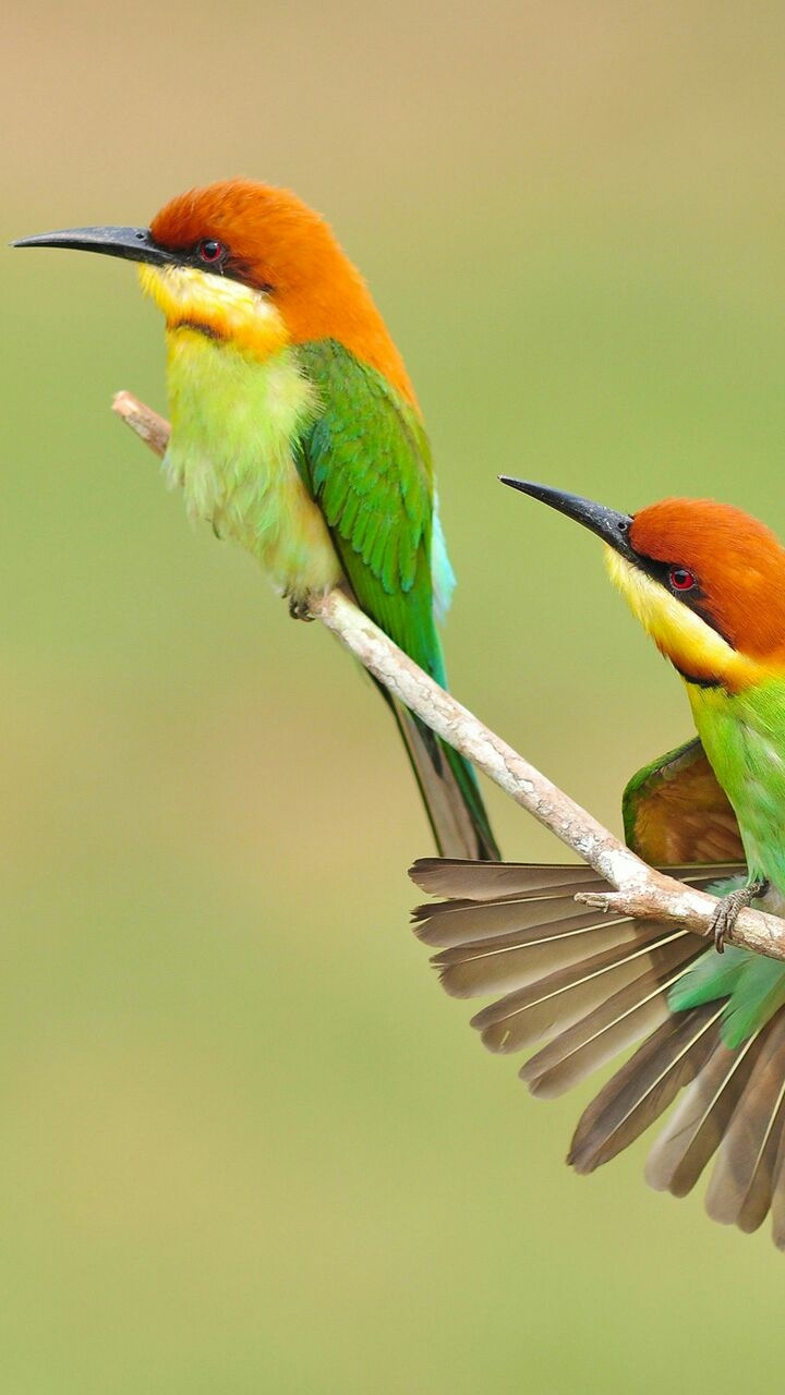 birds