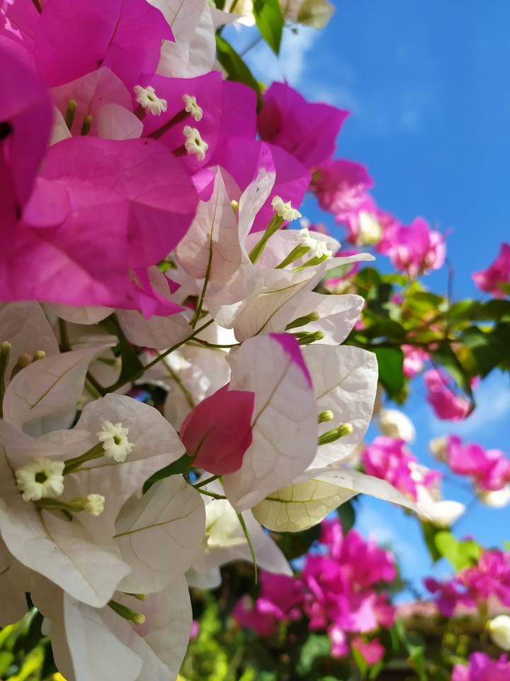 flowers