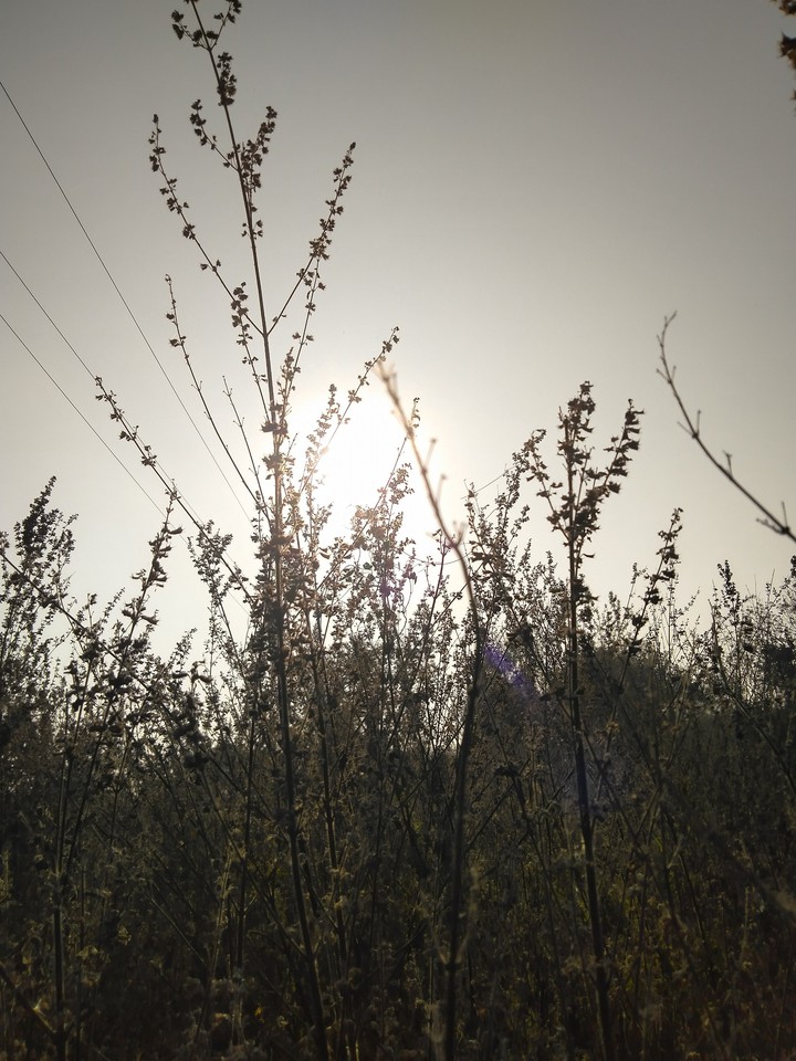 nature