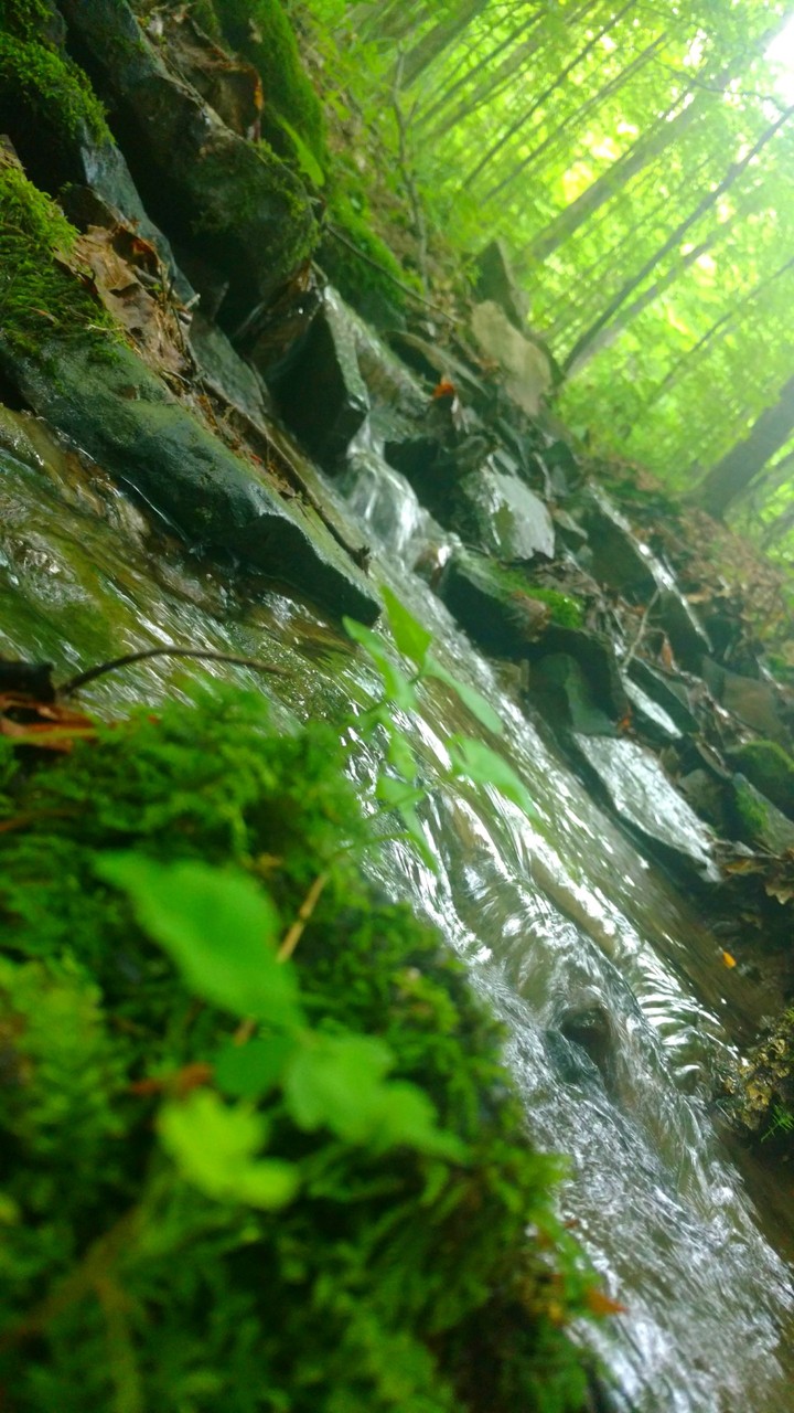 walk in the forest