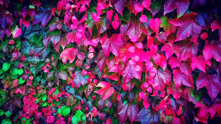 expecting October. fifty shades of autumn 