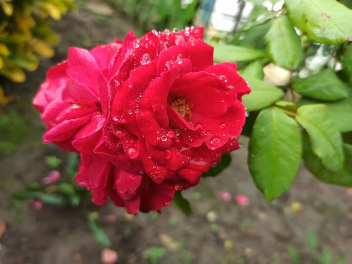 rose